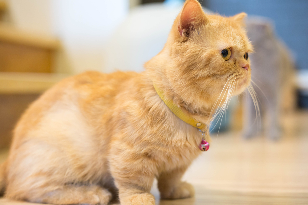 Порода кошек менуэт (наполеон) — мал золотник, да дорог