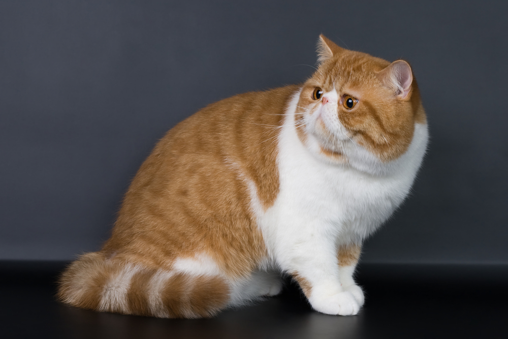 Американские породы кошек — кошки родом из США