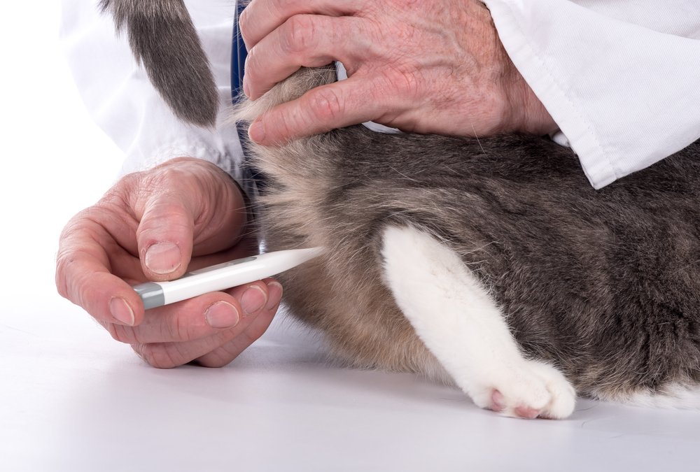 Бордетелла бронхисептика у кошек