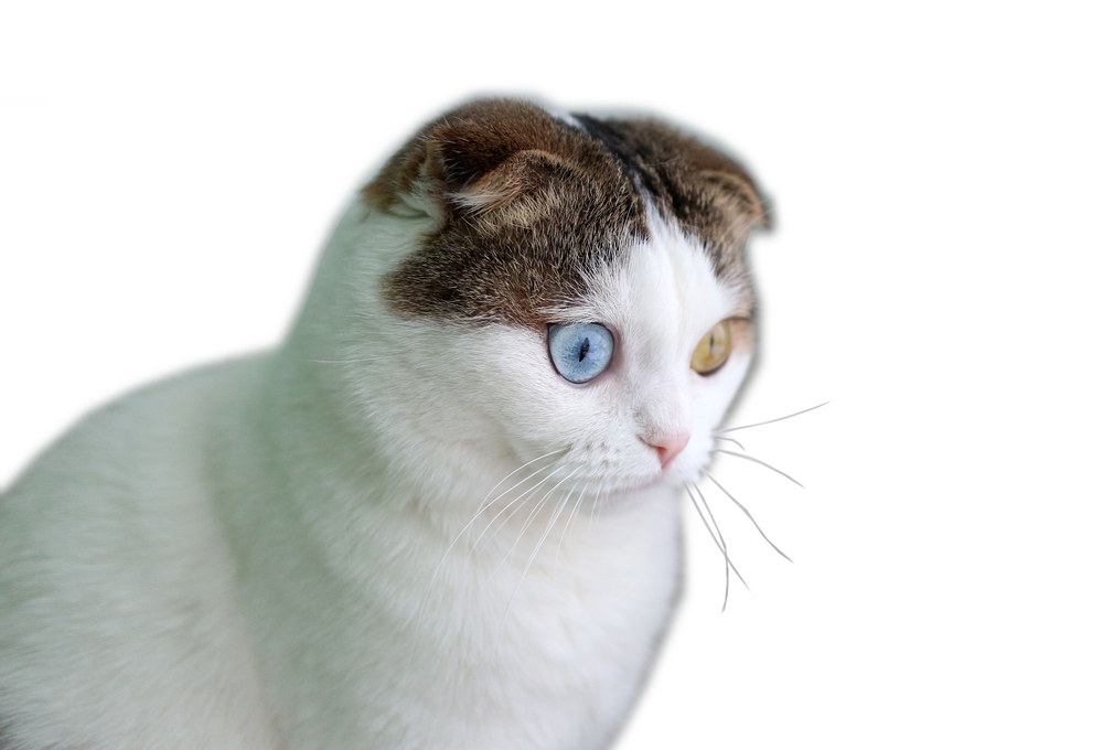 Кошки с разноцветными глазами — дивитесь же совершенству