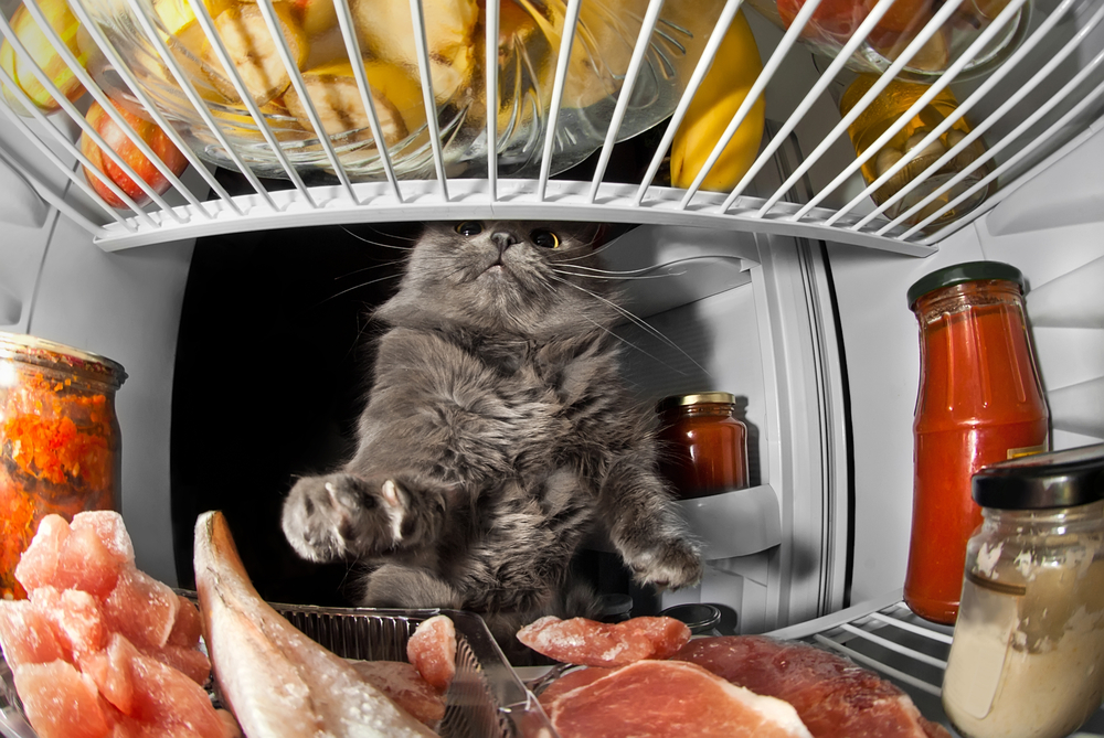 Топ 9 наиболее распространенных ошибок в питании кошек