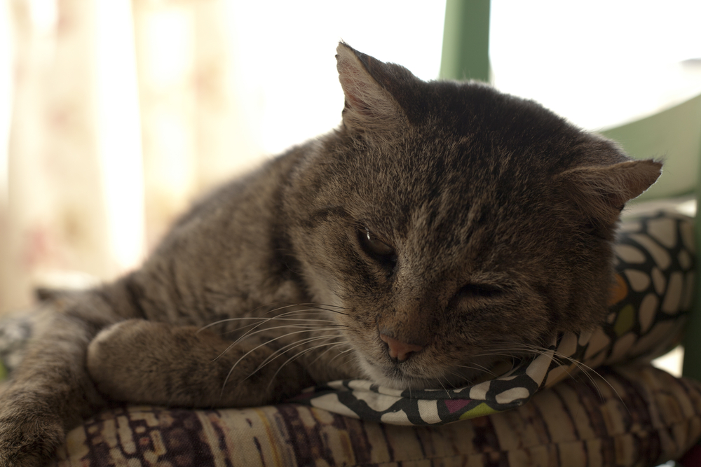 Кошачья старость - что нужно знать об уходе за стареющим животным