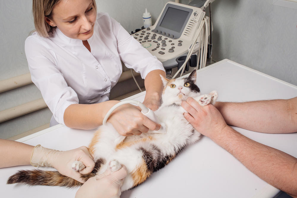 Гипертрофическая кардиомиопатия: причины, диагностика, лечение