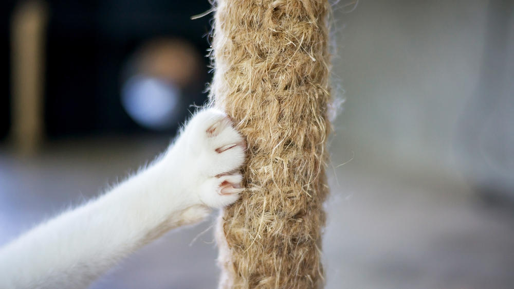 Как приучить кошку к когтеточке