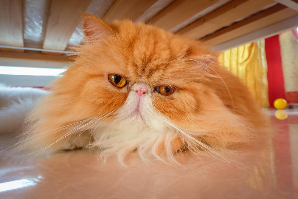 Волчанка у кошек: симптомы, диагностика, лечение