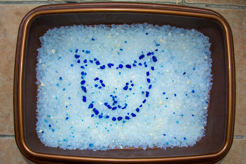 Как приучить кошку к лотку