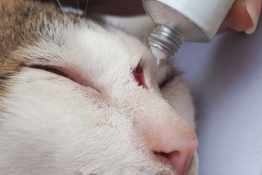 Поверхностная пиодермия у кошек: причины возникновения и рецидивов, лечение