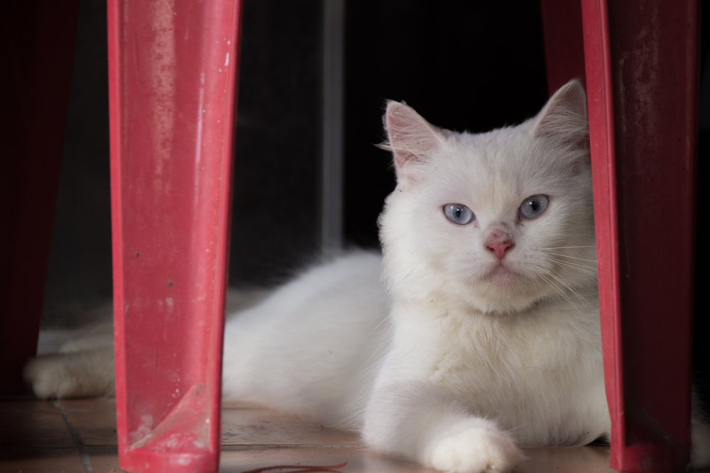 Солнечный дерматит (актинический дерматит) у кошек: лечение, профилактика