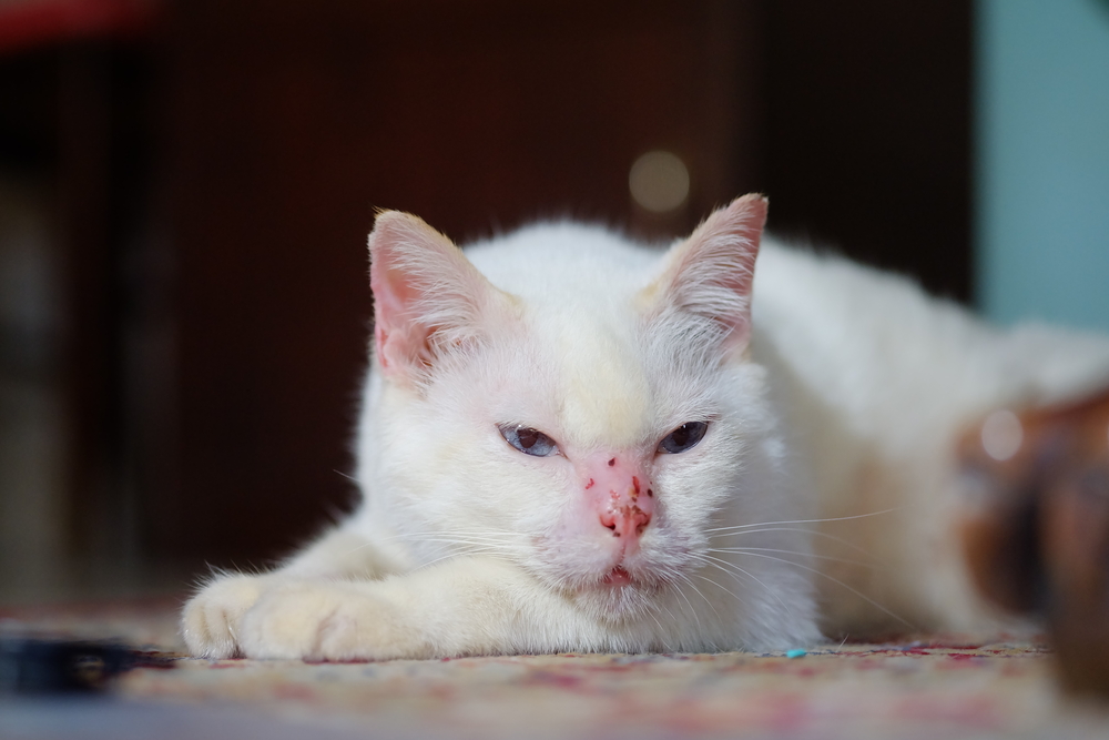 Милиарный дерматит у кошек