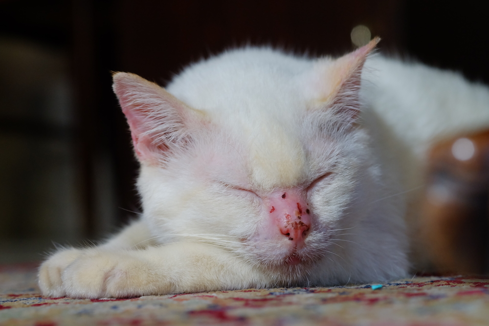 Атопический дерматит кошек