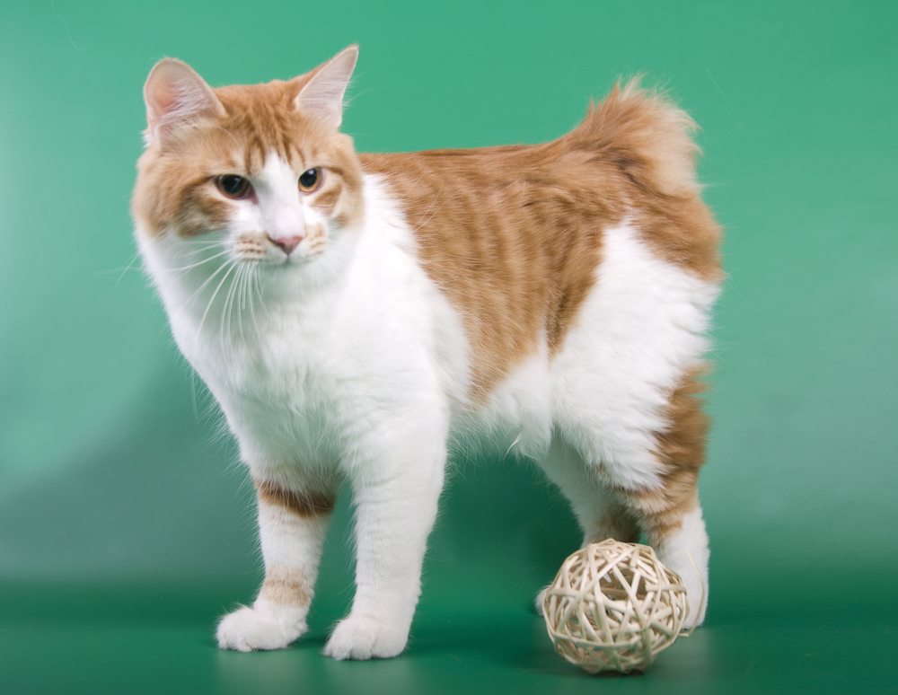 Самые большие коты и кошки — фото кошек крупных пород