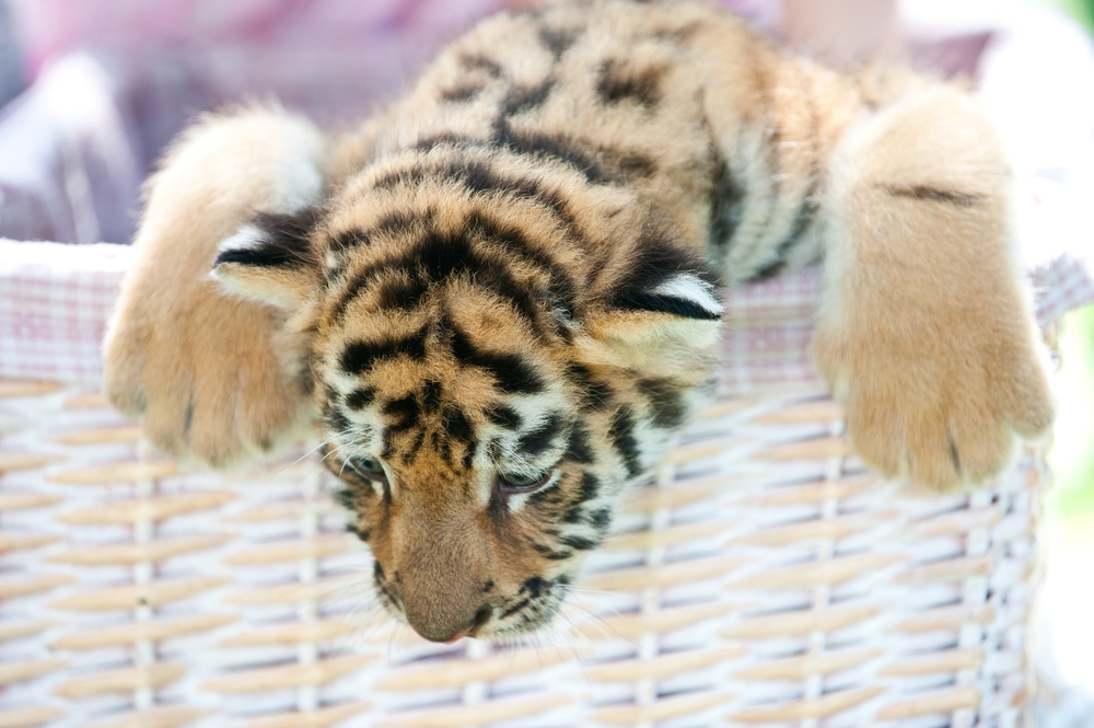 Почему кошки любят коробки