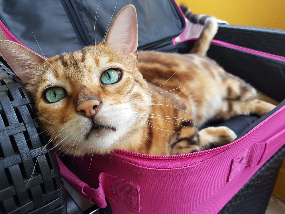 Особенности перевозки кошки в поезде и самолете – как сделать путешествие комфортным?