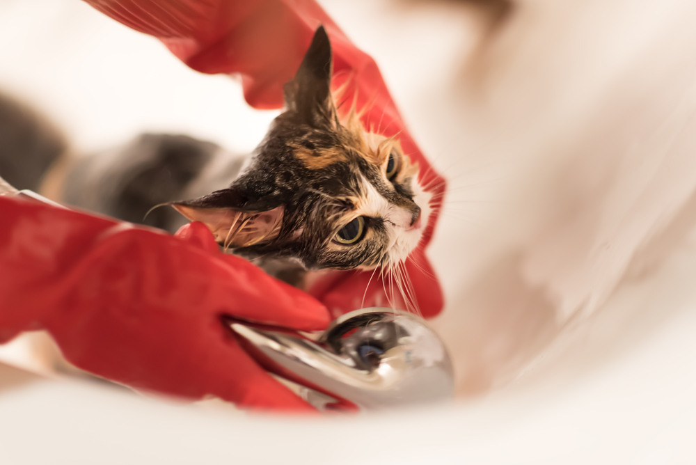 Атопический дерматит кошек