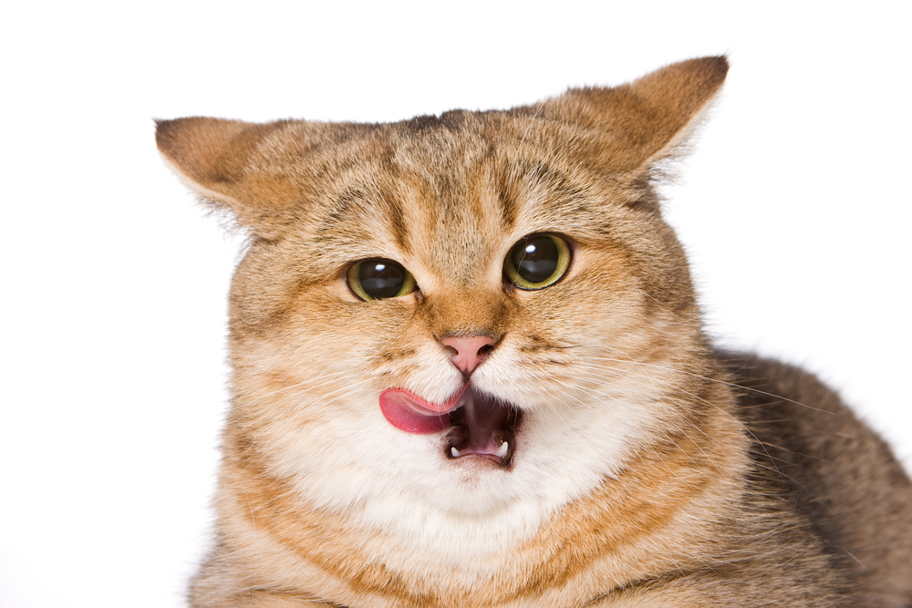 Обзор влажного корма Leonardo