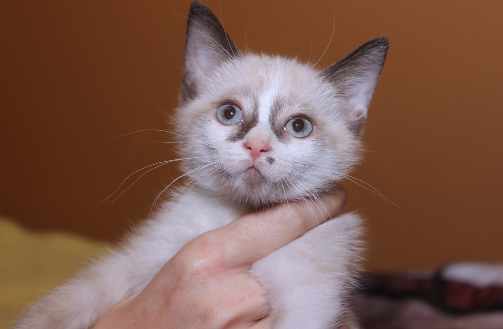 Порода кошек сноу шу: кошка-белоножка