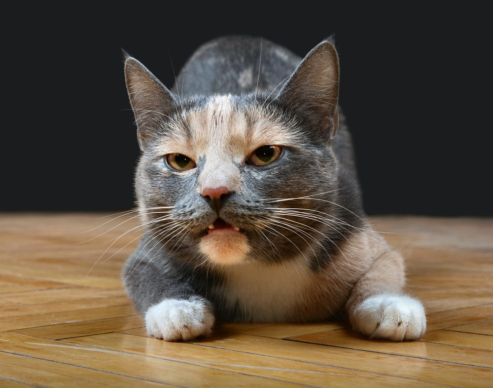 Капли для кошек от гуляния: обзор средств и стоит ли их использовать