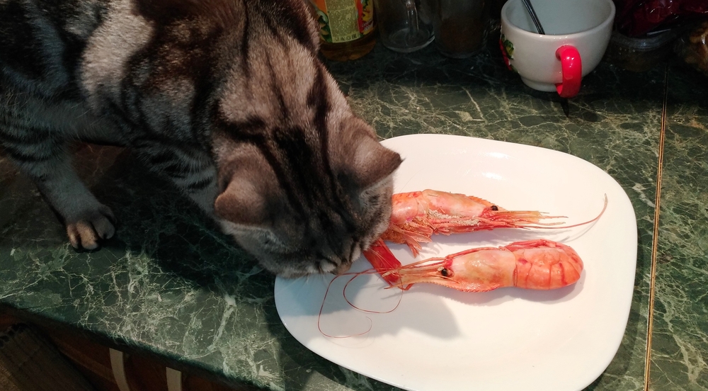 Обзор влажного корма Prime Ever