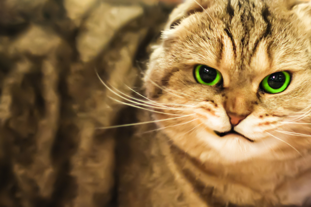 Обзор сухого корма Bosch Sanabelle DELICIOUS