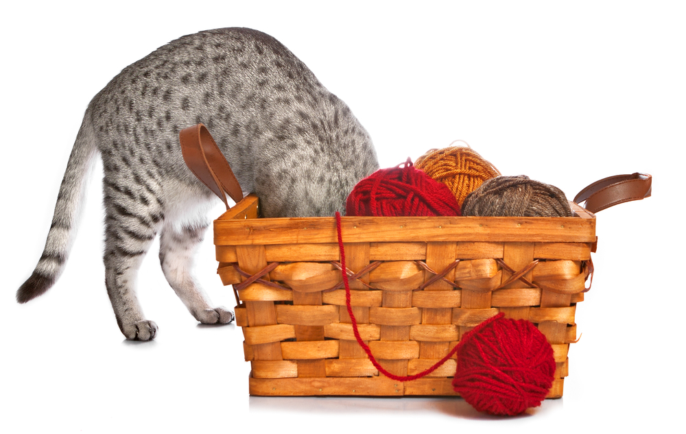 Египетская мау — загадочная любимица древних фараонов