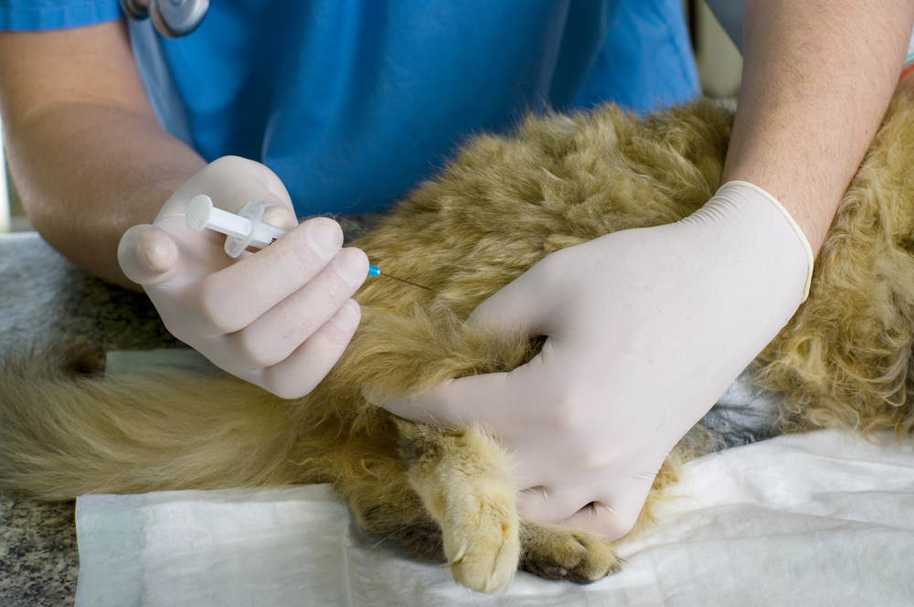 Поствакцинальная саркома у кошек: причины, лечение, профилактика
