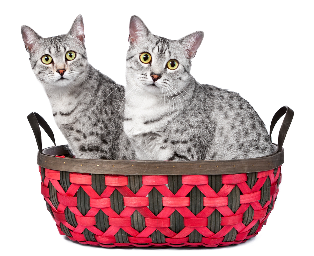 Египетская мау — загадочная любимица древних фараонов