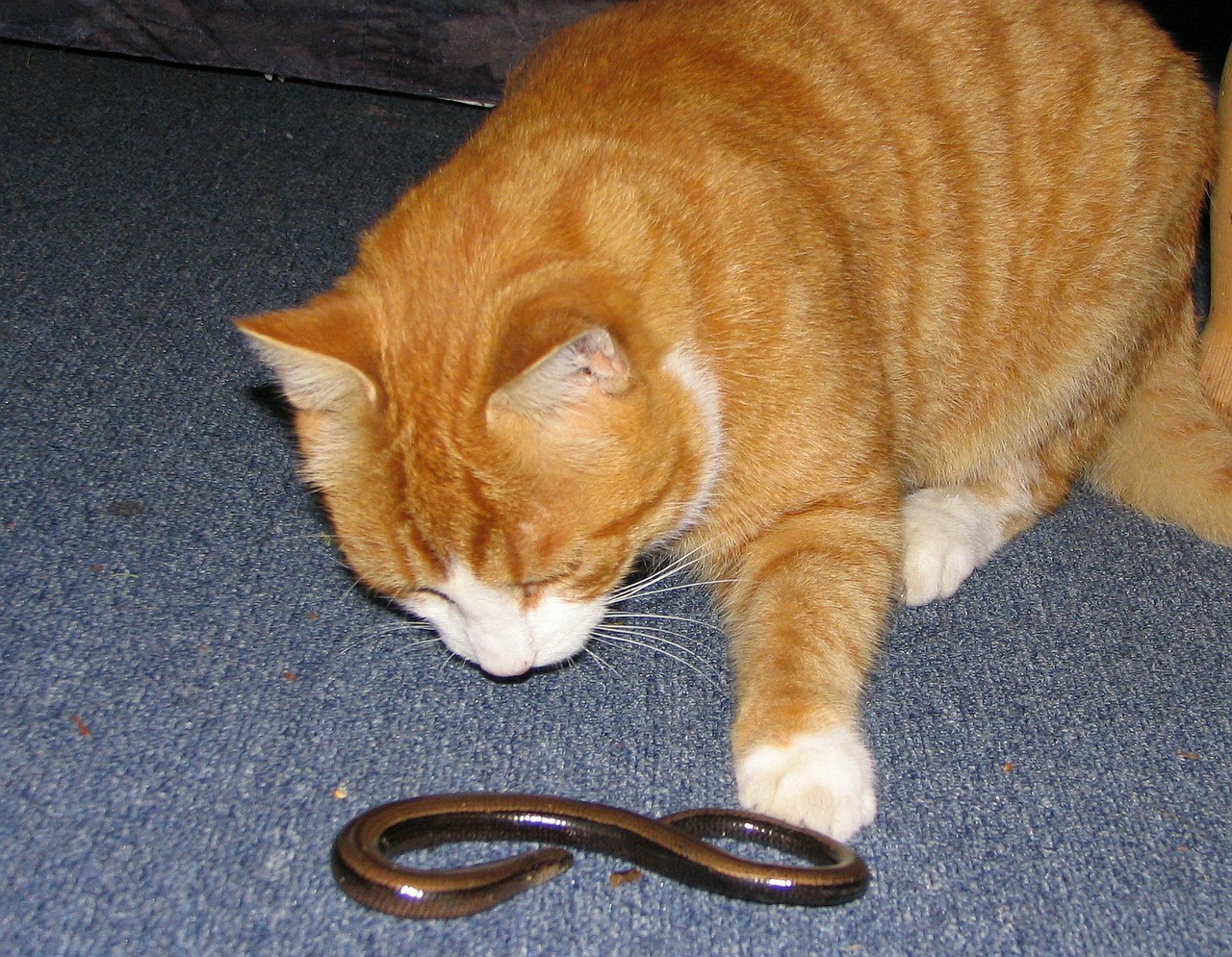 Какие глисты бывают у кошек