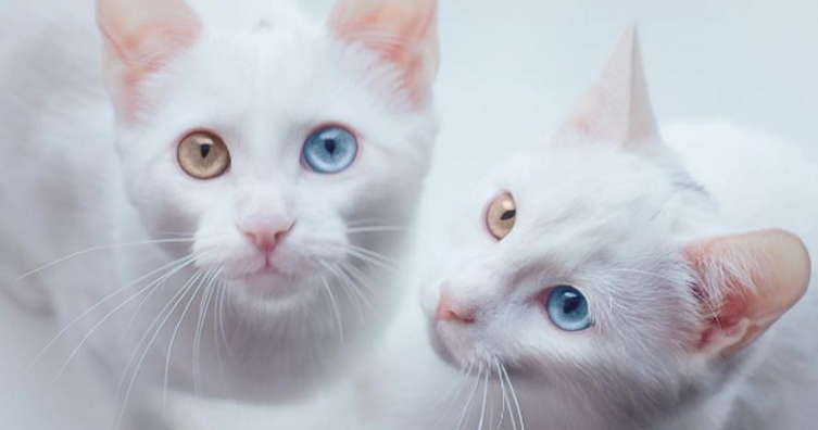 Топ самых красивых кошек интернета