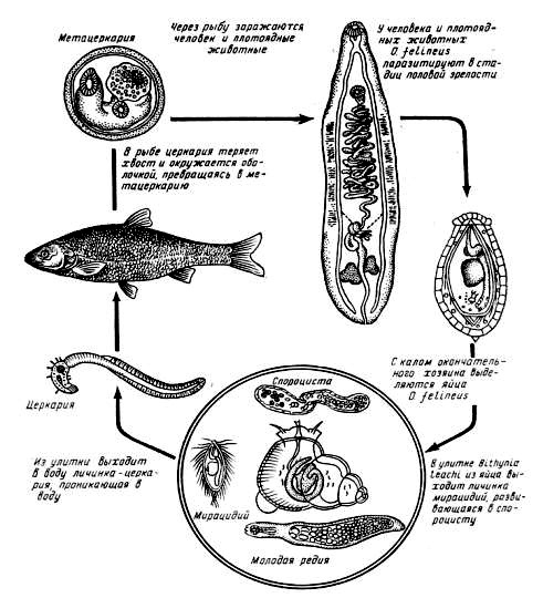 Цикл заражения описторхозом, опасно как для кошек, так и для людей Цикл заражения описторхозом, опасно как для кошек, так и для людей