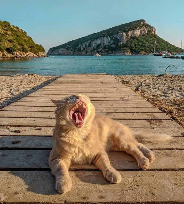 КотоДайджест на июль - все самое интересное