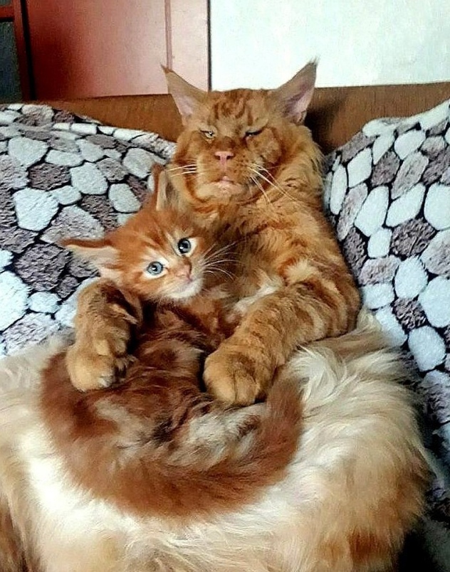 КотоДайджест на июль - все самое интересное