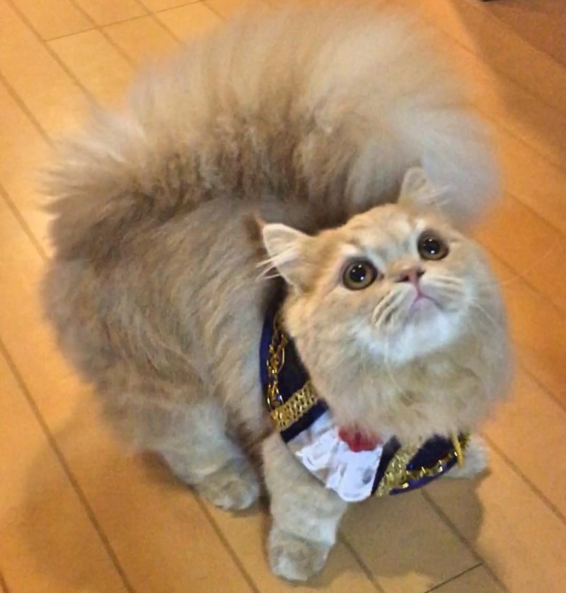 Топ самых красивых кошек интернета